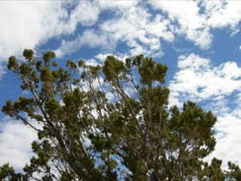 Juniper top branches, with sky above with clouds represents juniper reaching for the sky.