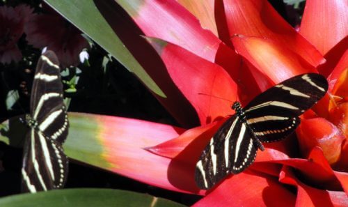 black and white zebra stripped butterflies on red flowers delight the eyes
