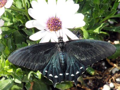 Black butterfly with wings outspread on a white flower