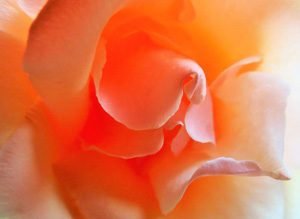 Openness, Willingness and Paying Attention are key, then taking Action on your inspiration! Rose by Lynne Roberts