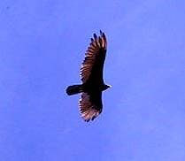 Turkey Vulture soaring and blue sky is symbolic of hawk coming as a messenger during shamanic journey experiences.