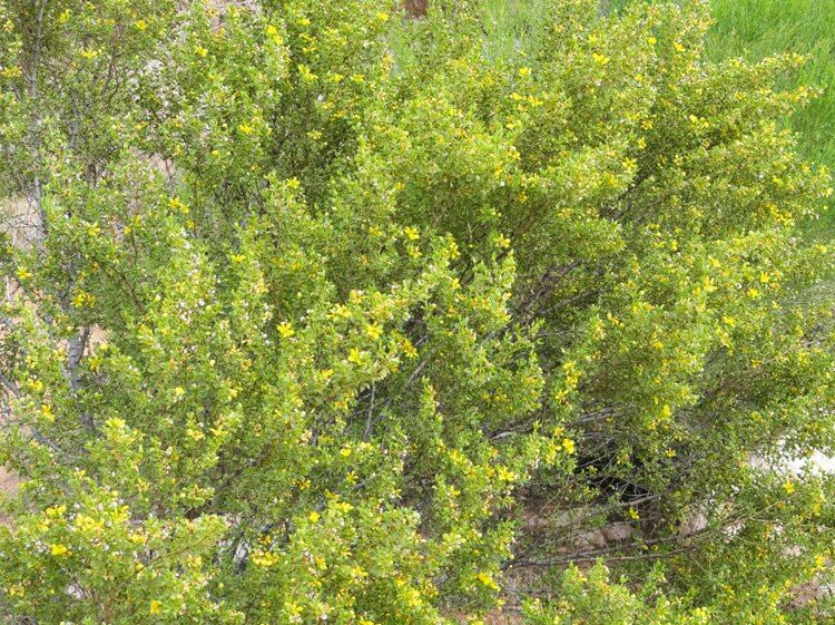 Creosote in bloom in Verde Valley, AZ after spring rains.
