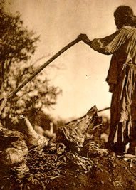 Indian man digging up agave root with long stick--historical image