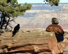 Raven sitting on bench next to woman at Grand Canyon by Sandra Cosentino