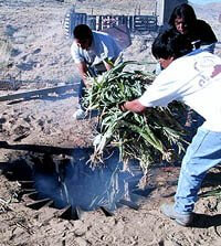 Men place corn stalks into a fire pit for roasting. Means iimportance of growing corn as the center of the ceremonial cycle.