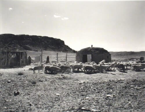 Traditional Navajo hogan and sheep--historic image.