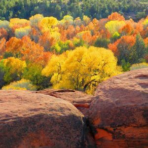 Fall colors and red rocks; shows the beauty of Sedona in the fall mystic vision retreats season