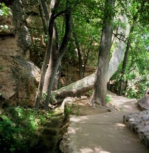 Trail to ancestral sacred spring outlet under the sycamore trees leads to rebirthing ceremony site.