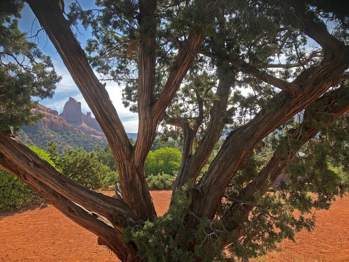View of Sedona red cliffs through juniper branches. This is one of our outdoor seminar and circle sites for vortex introduction, full moon, Spirit of Sedona circle