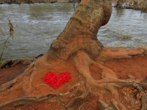 Red heart shape at base of tree next to Oak Creek represents connecting heart to heart with nature's natural life forces.