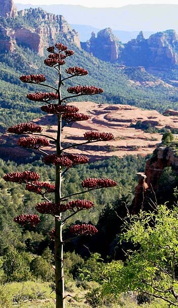 Tall Agave in flower with Bear Wallow Canyon in background. Represents Discover Sedona Circle information on the native plants, animal and geology of the Sedona area.